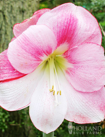 Tri-Color Flower Amaryllis - 6003